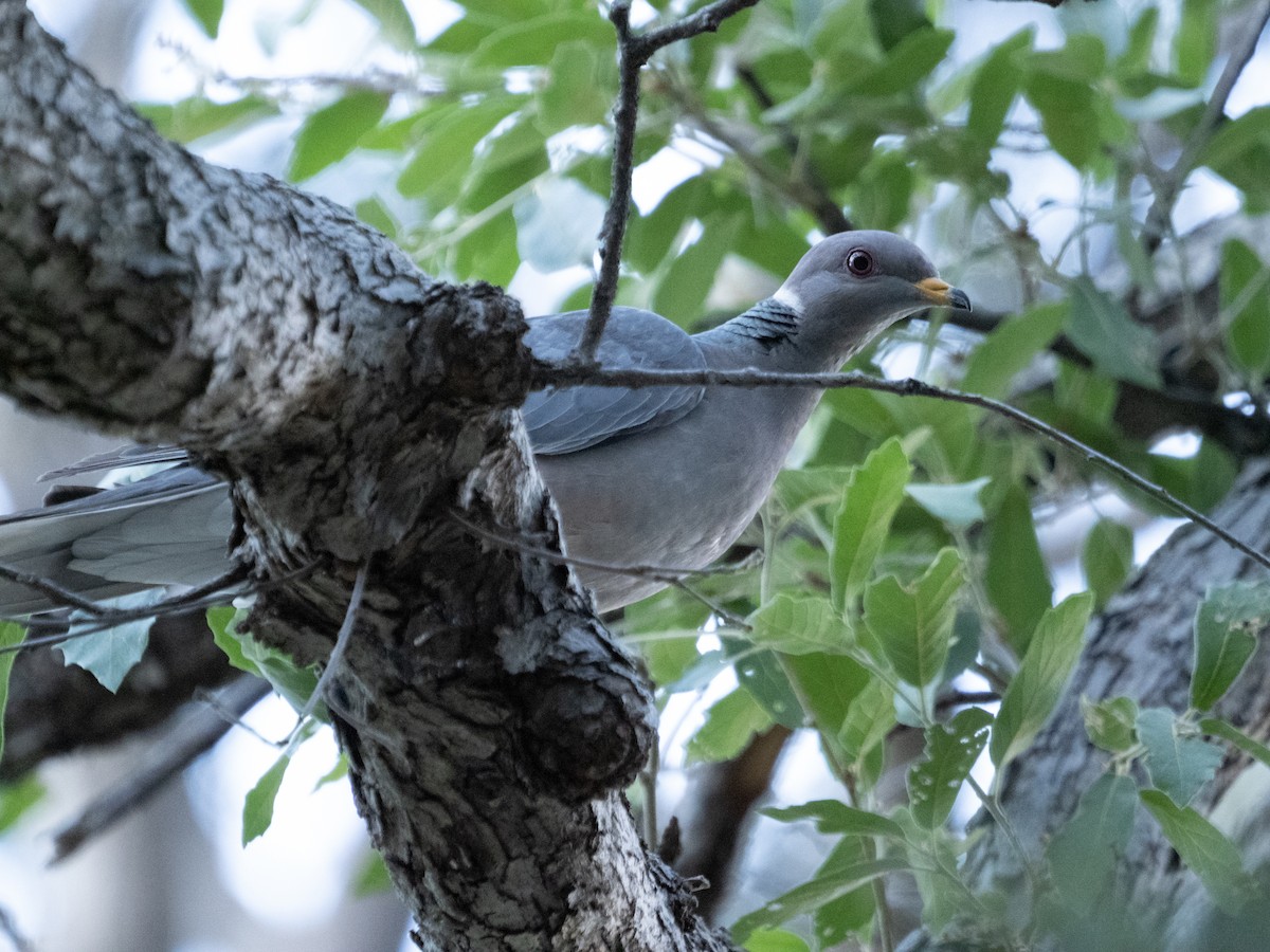 Band-tailed Pigeon - ML455265661