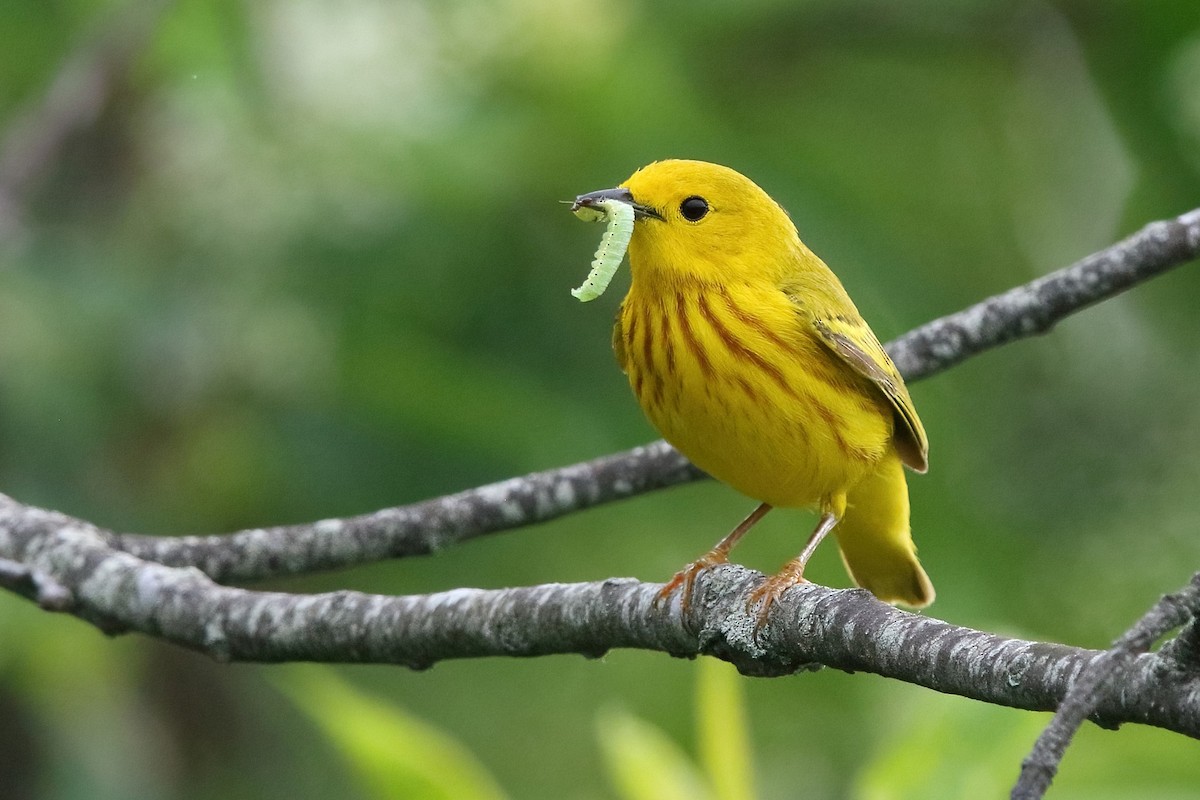 Yellow Warbler (Northern) - Sam Zhang