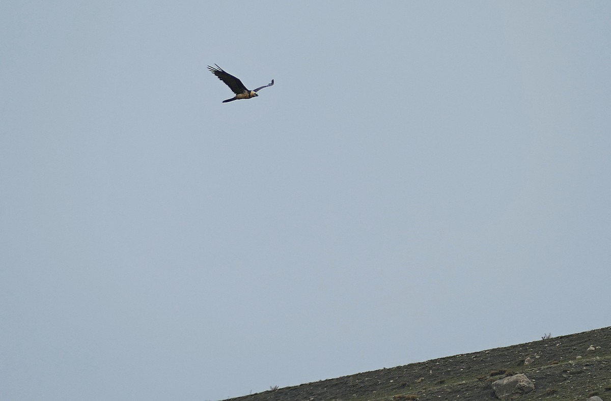 Bearded Vulture - ML455271481