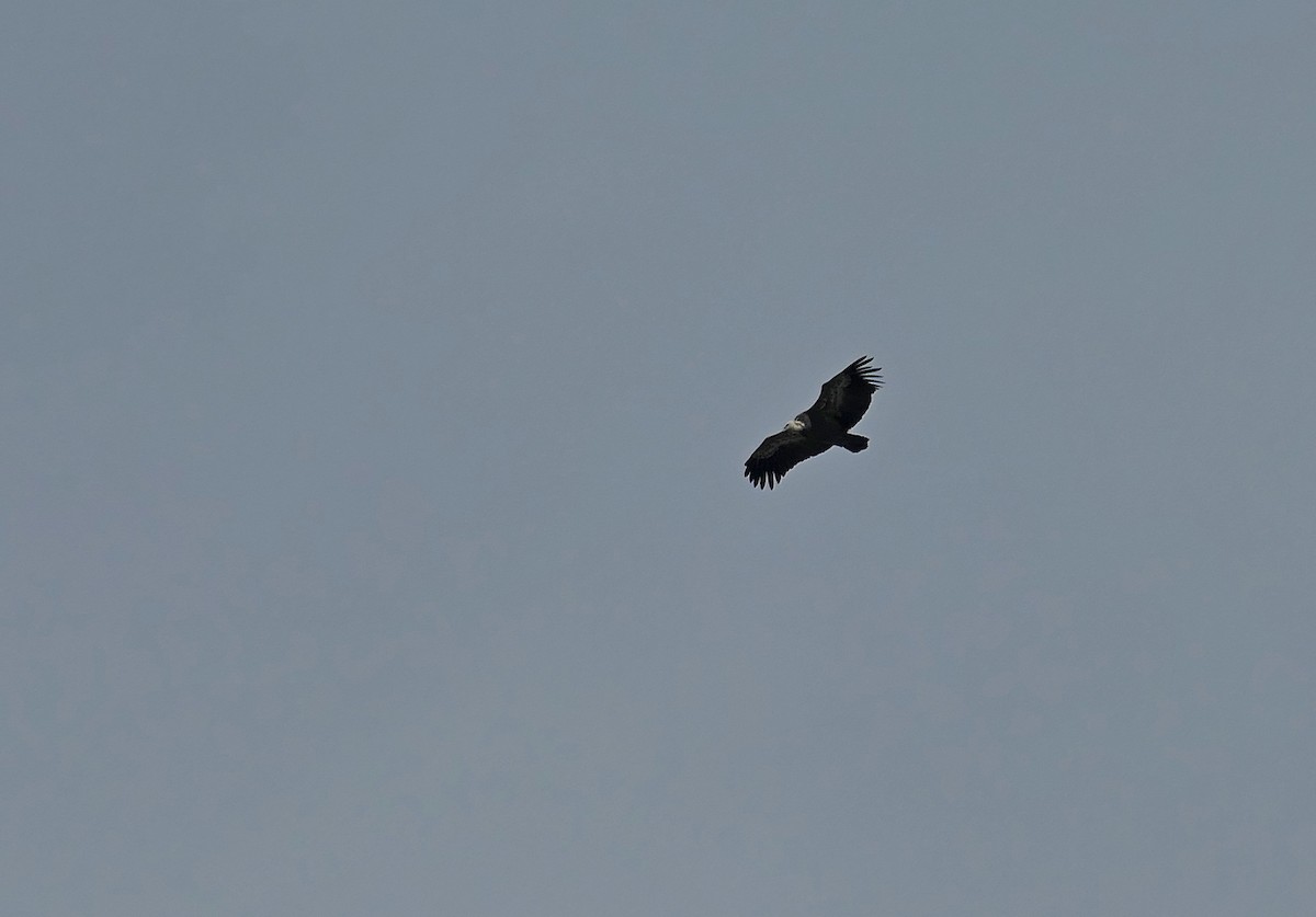Eurasian Griffon - ML455271531