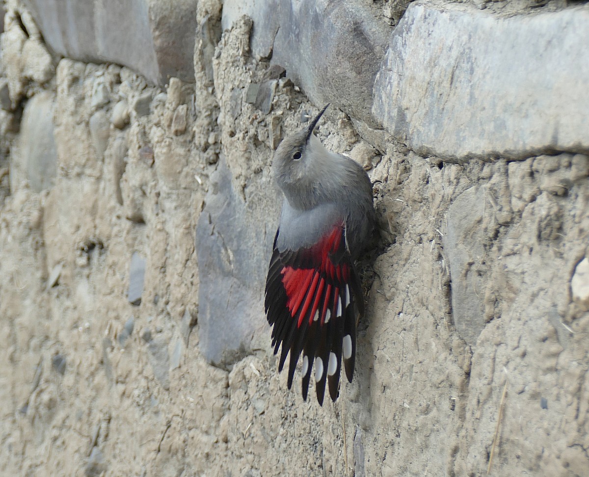 Wallcreeper - Jens Thalund