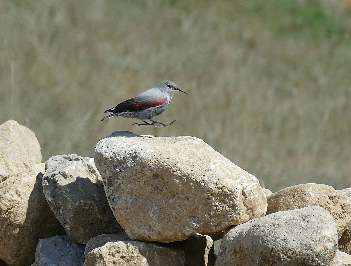 Mauerläufer - ML455271801