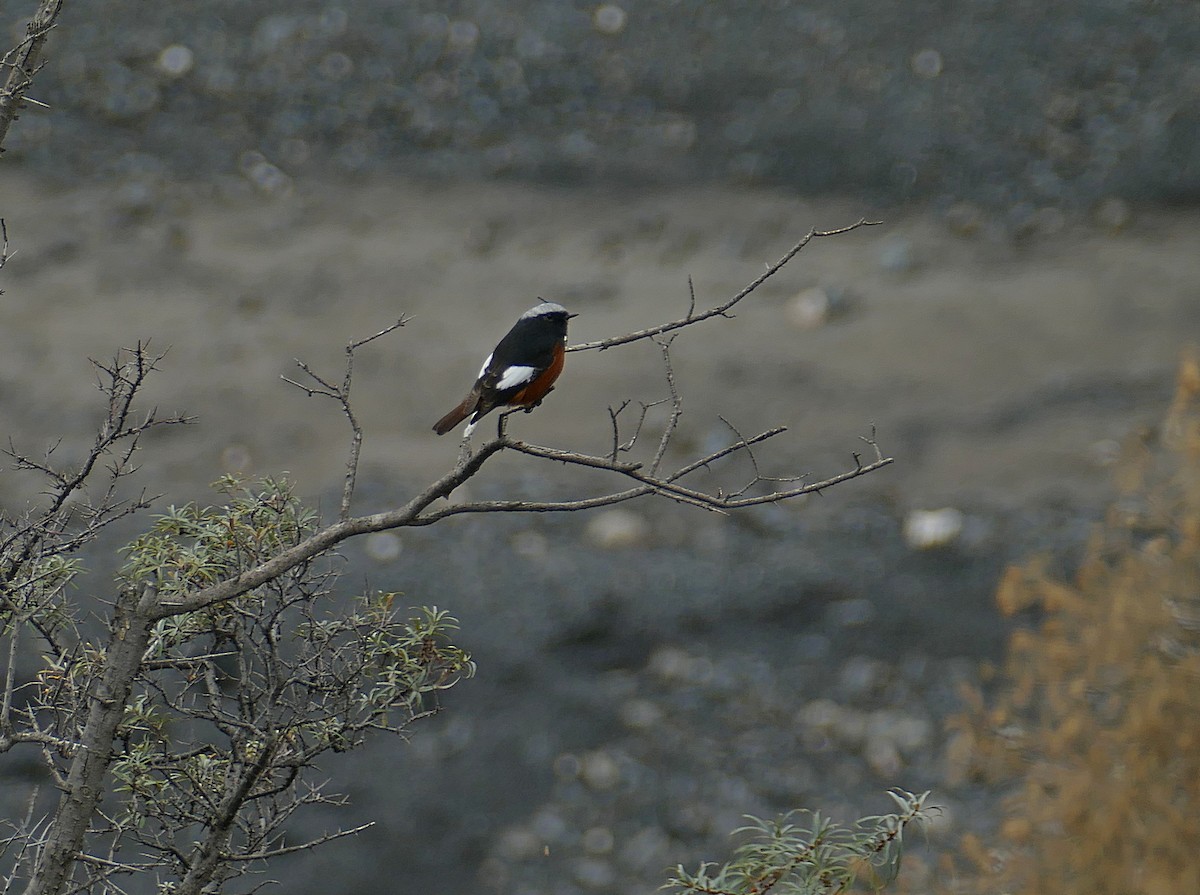 White-winged Redstart - ML455271871