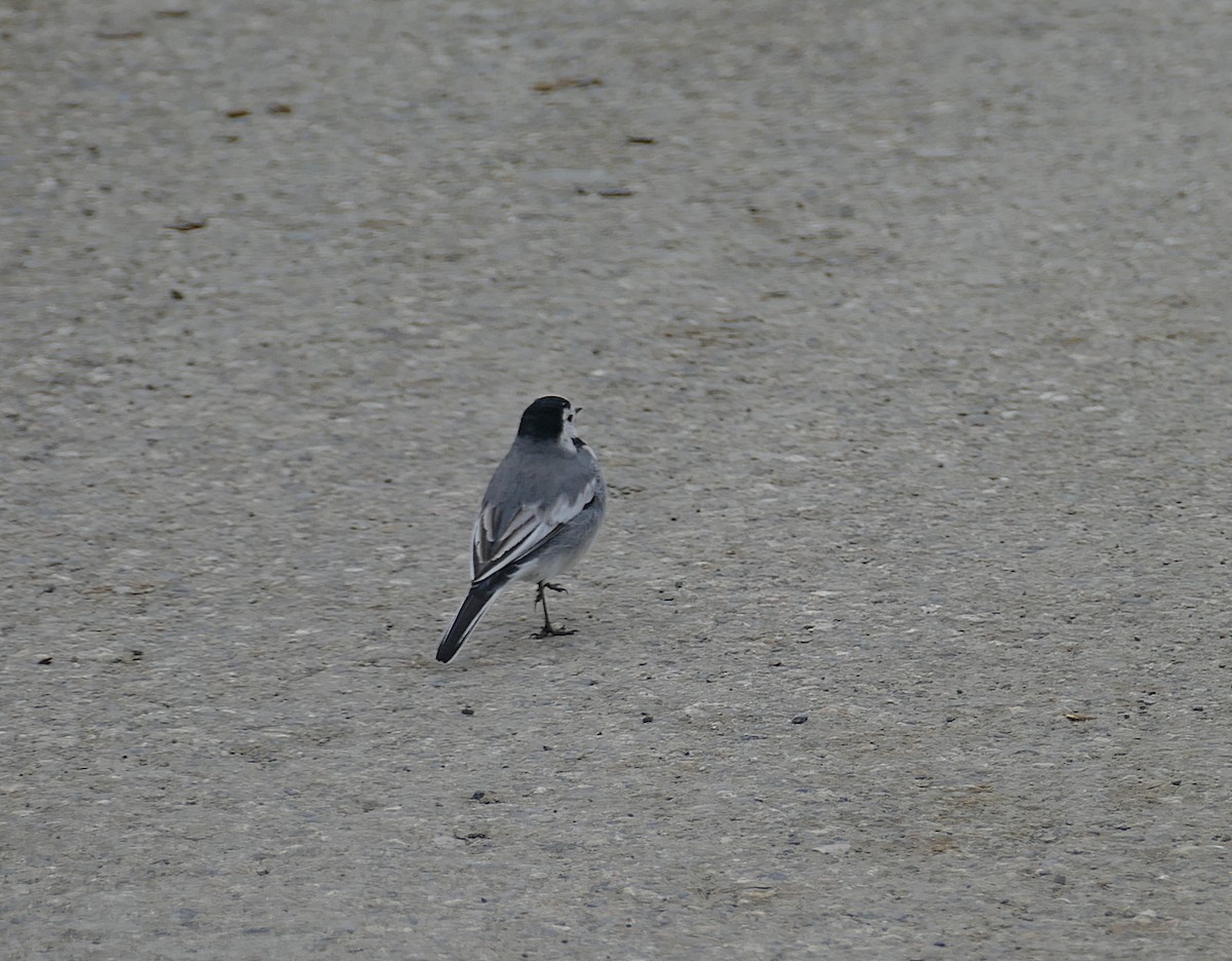 White Wagtail - Jens Thalund