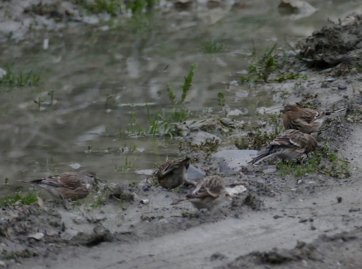 Twite - ML455272091