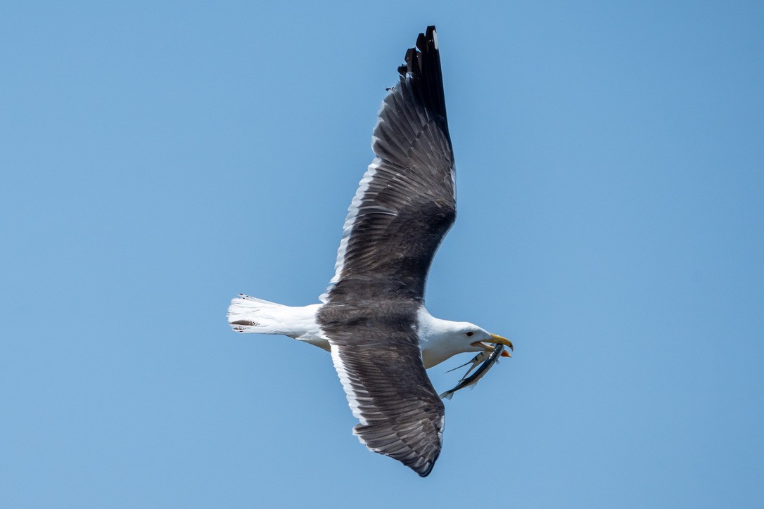 Great Black-backed Gull - Ashley Pichon