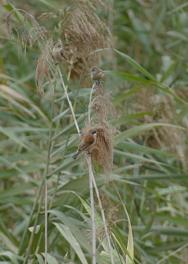 Rémiz penduline - ML455274061