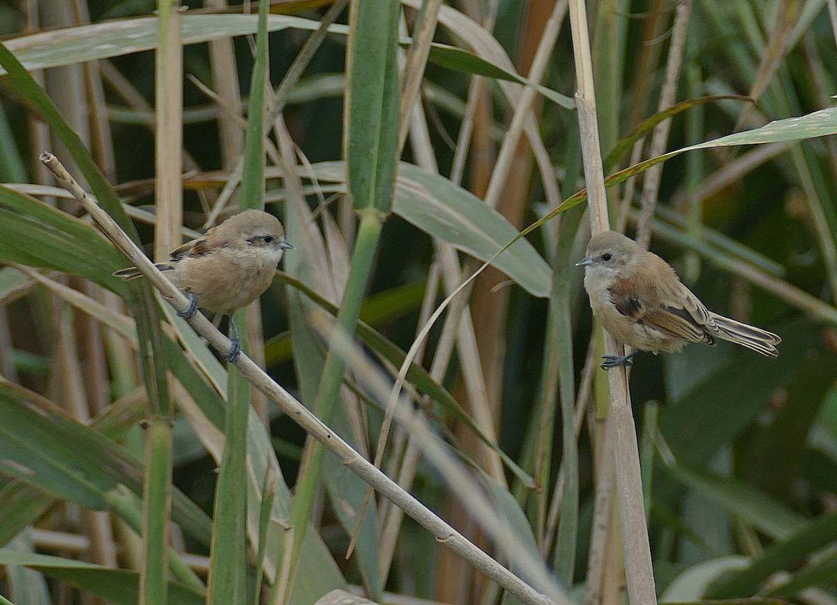 Eurasian Penduline-Tit - ML455274071