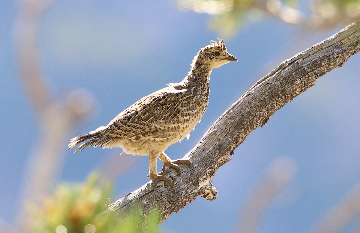 Dusky Grouse - ML455274721