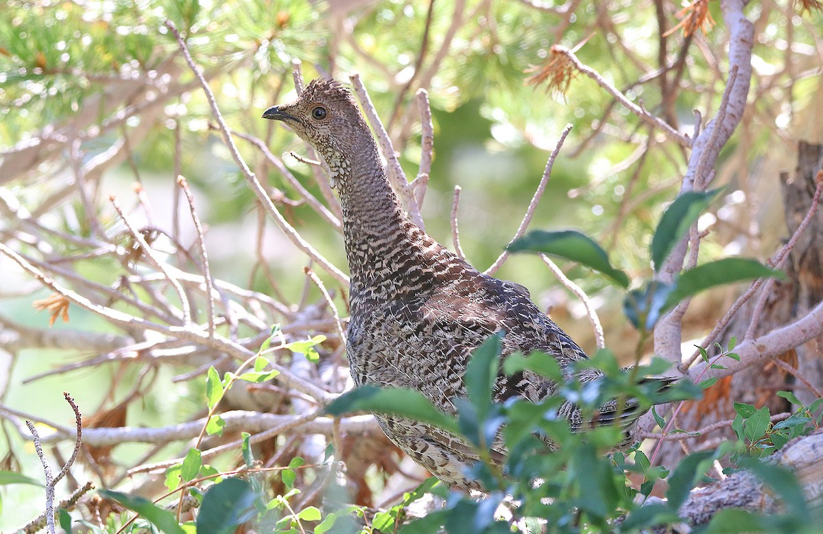 Dusky Grouse - ML455274731