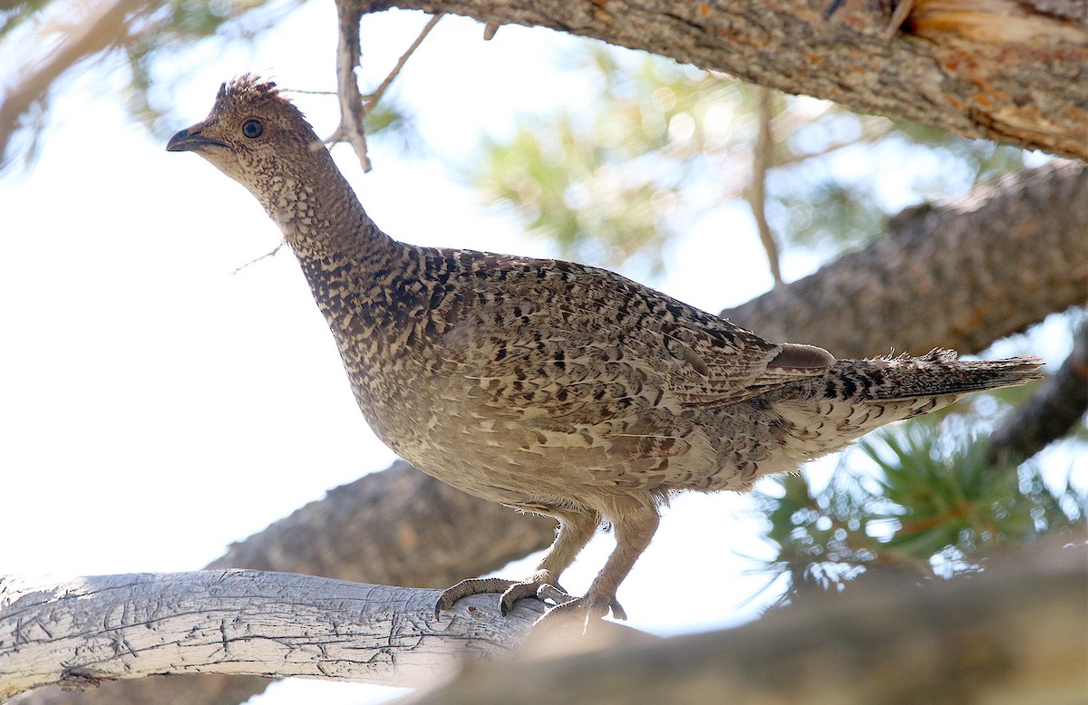 Dusky Grouse - ML455274781