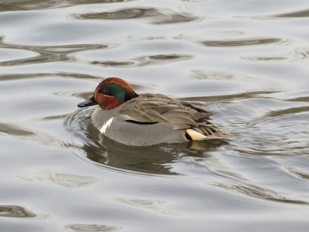 Green-winged Teal - ML45527621