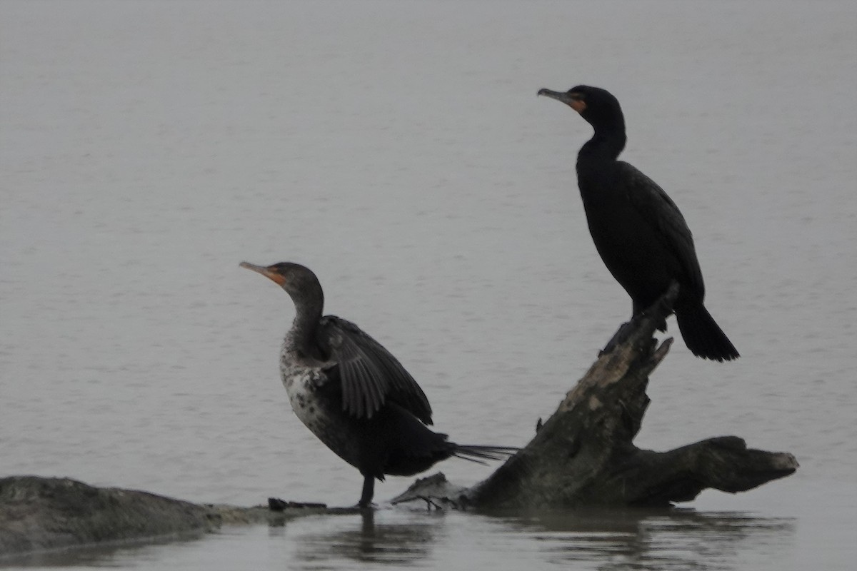 Double-crested Cormorant - ML455276211