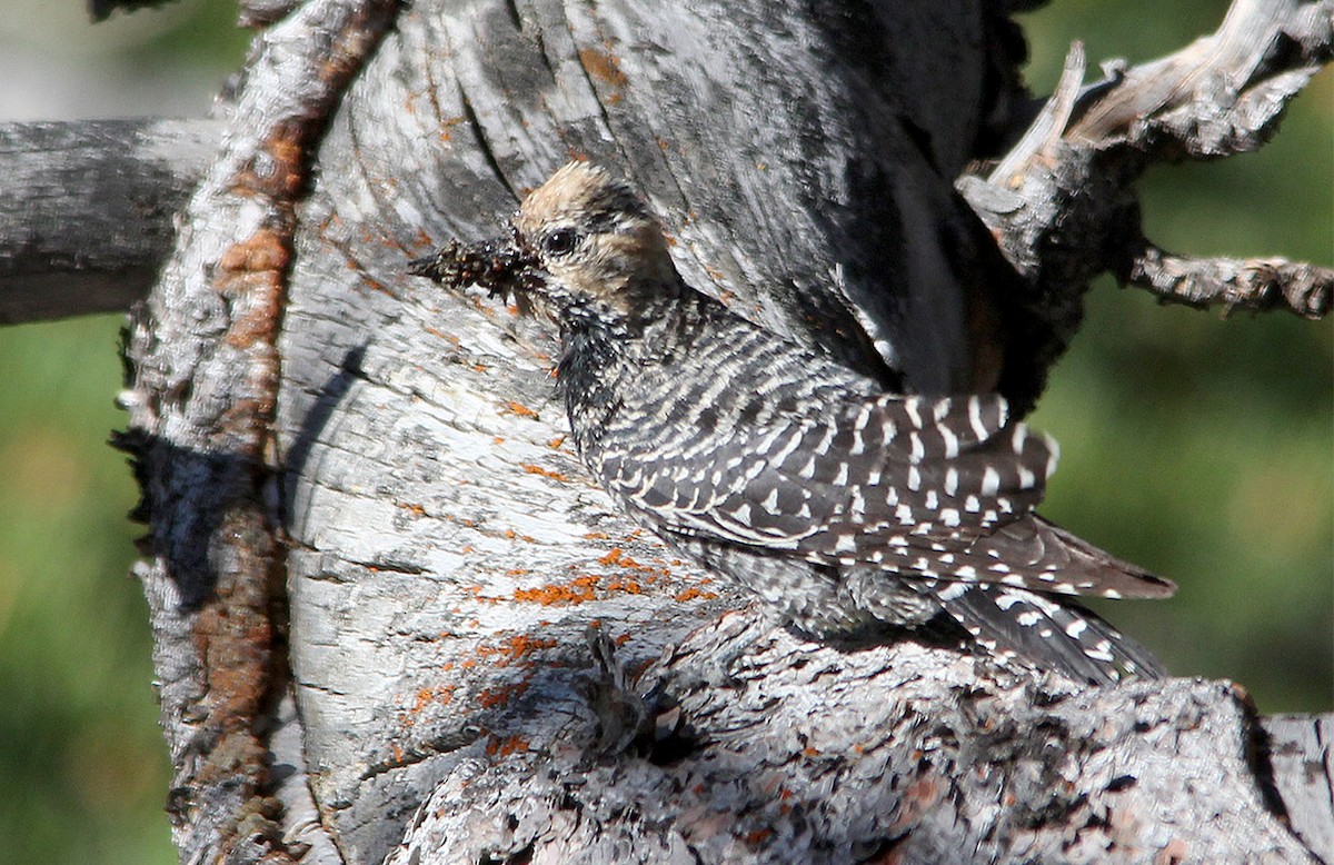 Williamson's Sapsucker - ML455276231