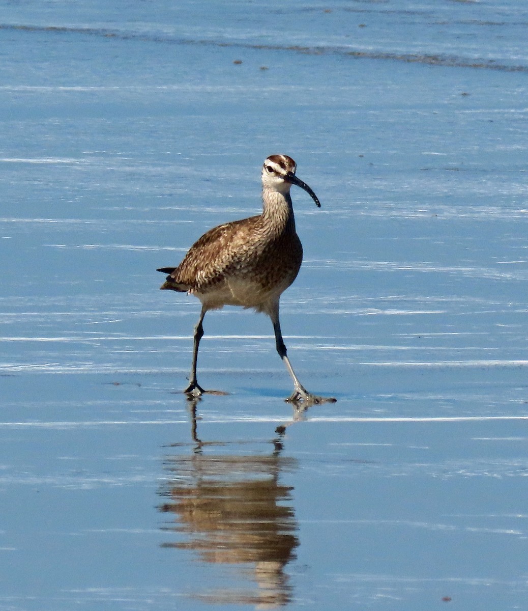 Whimbrel - JoAnn Potter Riggle 🦤