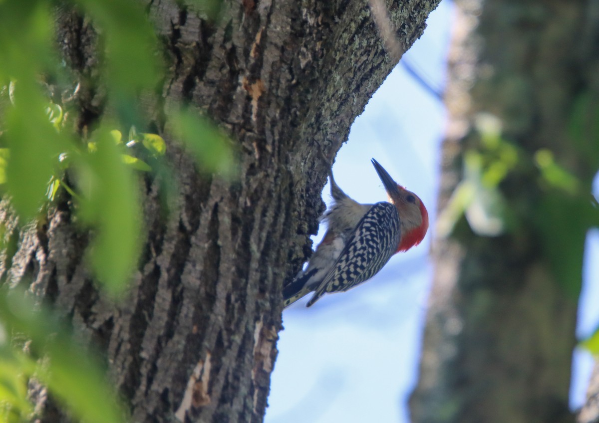 Red-bellied Woodpecker - ML455277961