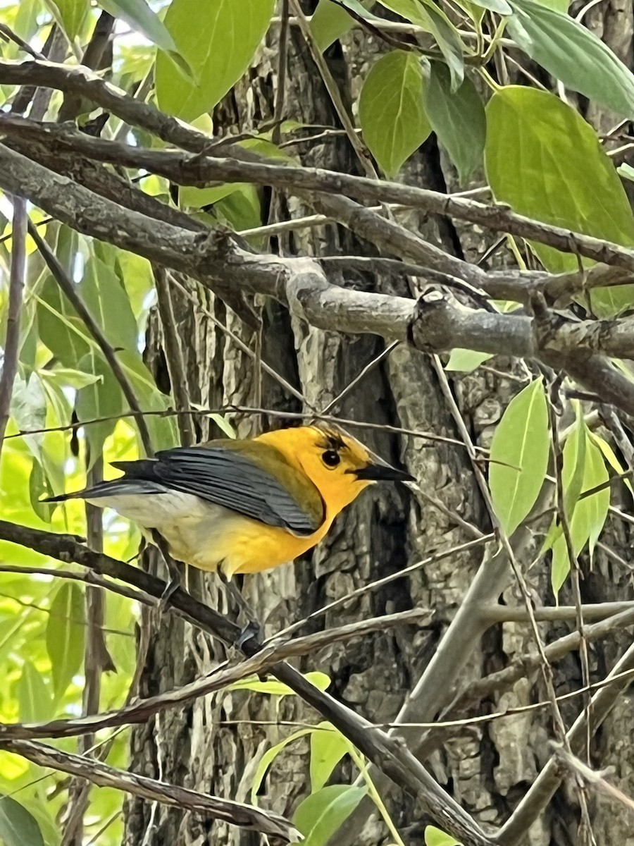 Prothonotary Warbler - ML455278561