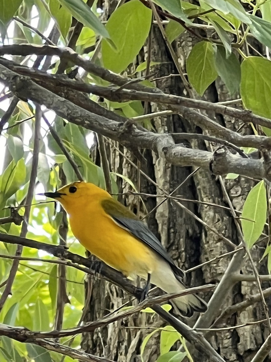 Prothonotary Warbler - ML455278581