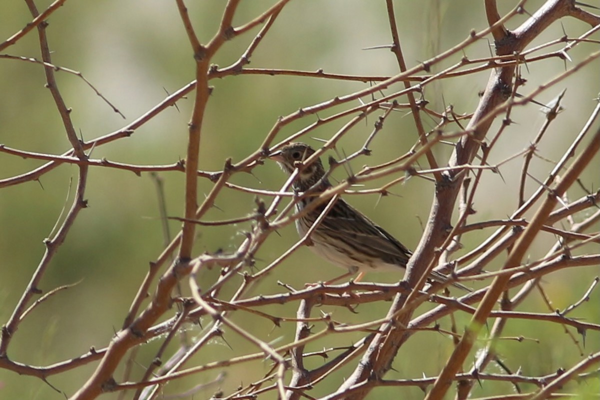 Vesper Sparrow - ML455278781