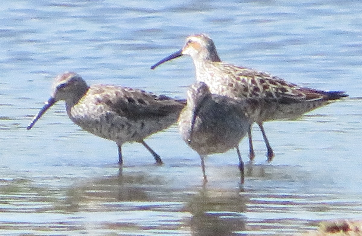 Stilt Sandpiper - ML455279611