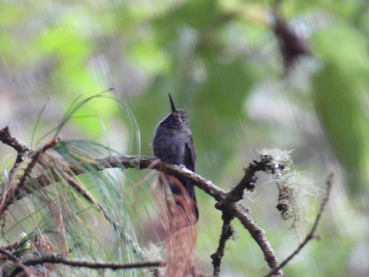 kolibřík ametystohrdlý (ssp. margaritae) - ML455280151