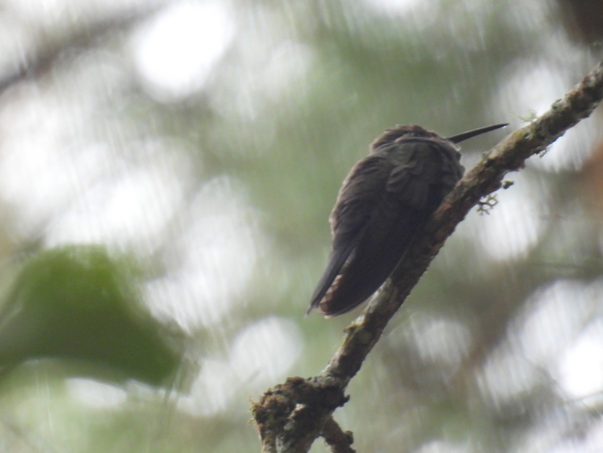 kolibřík ametystohrdlý (ssp. margaritae) - ML455280161