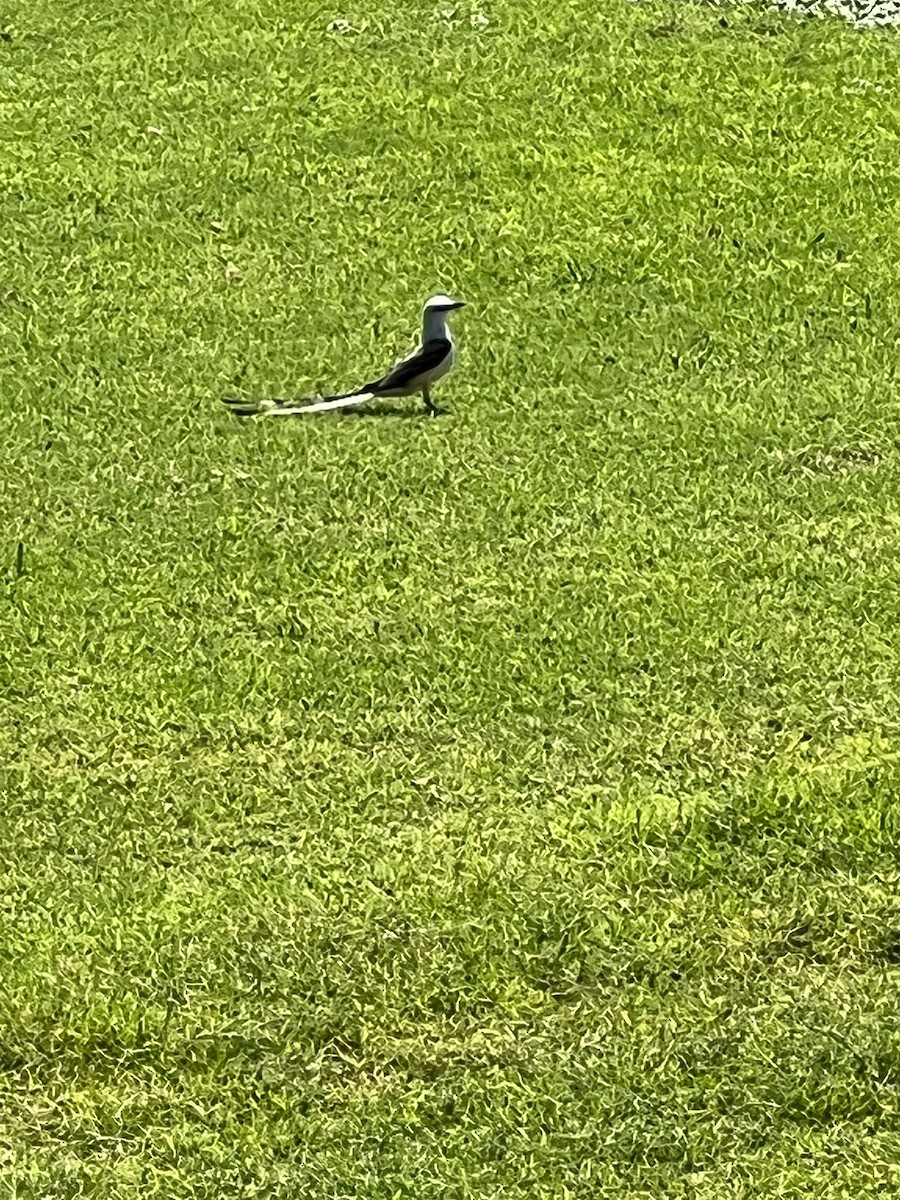 Scissor-tailed Flycatcher - ML455280661