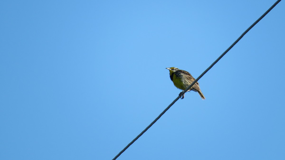 Eastern Meadowlark - ML455280721