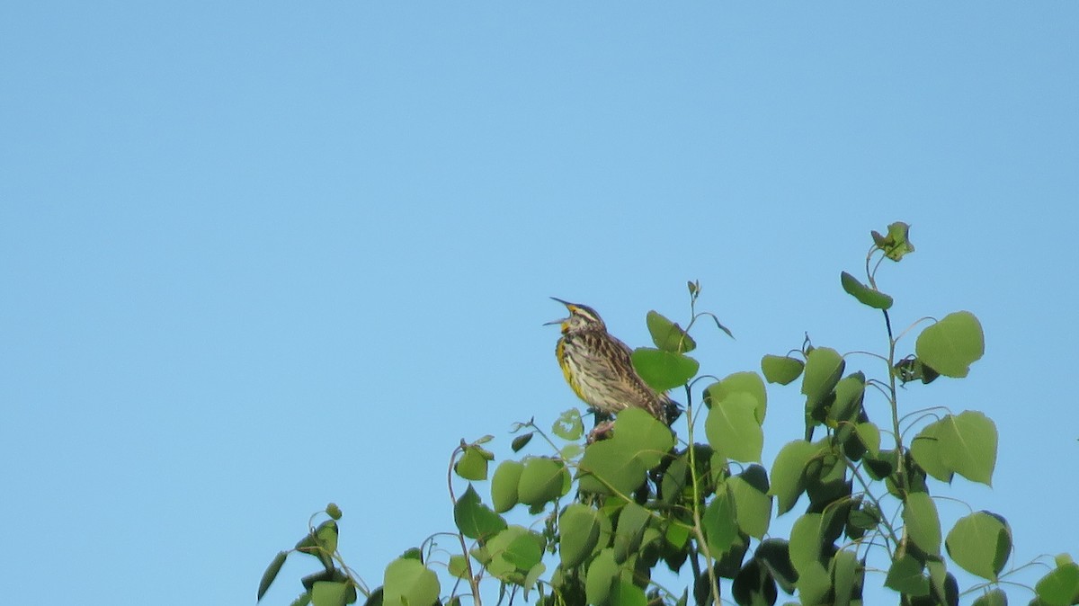 Eastern Meadowlark - ML455280741