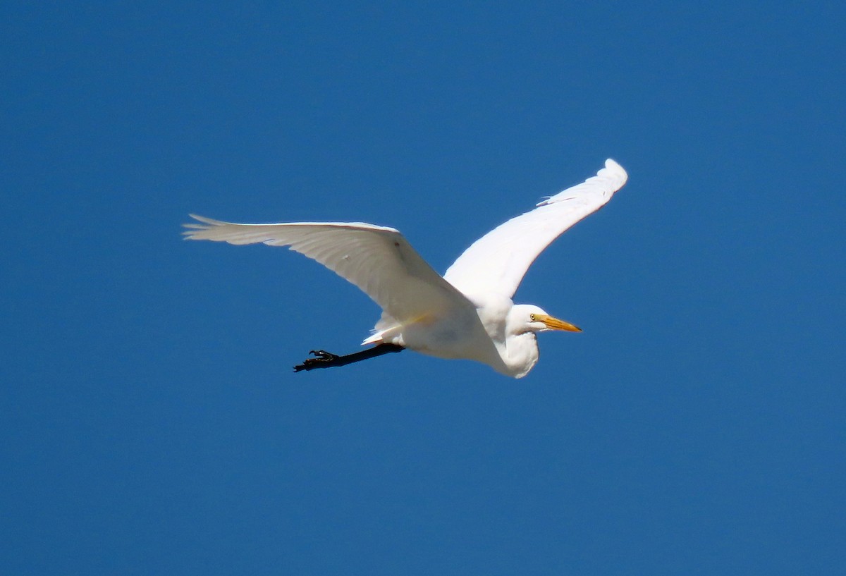 Great Egret - JoAnn Potter Riggle 🦤