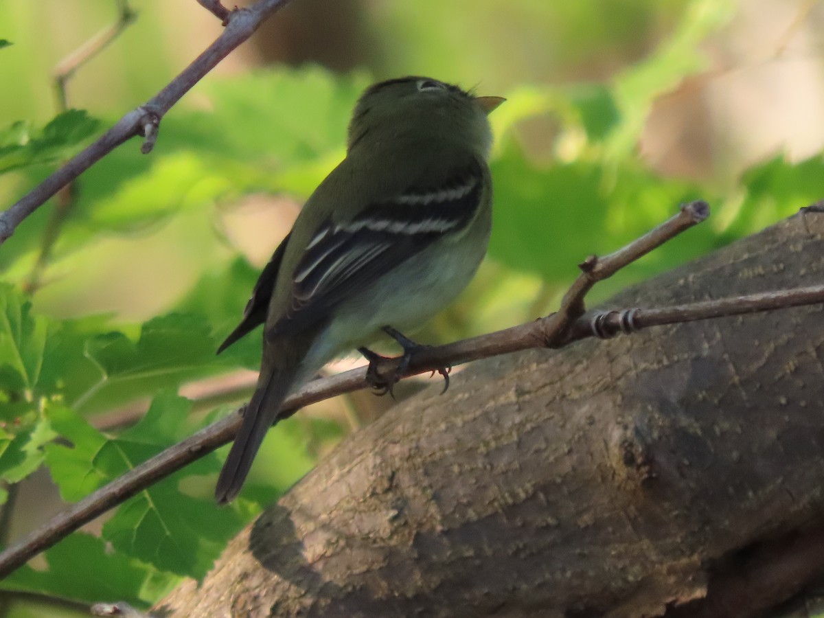 Willow Flycatcher - ML455280791