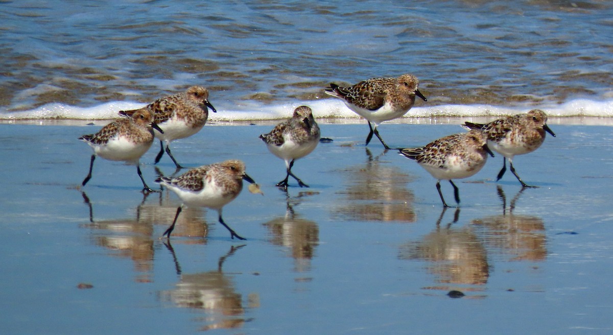 Sanderling - JoAnn Potter Riggle 🦤