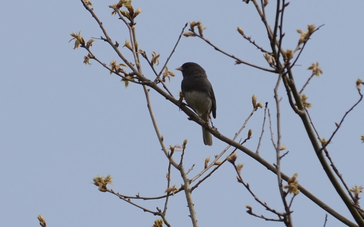 Junco Ojioscuro - ML455281351