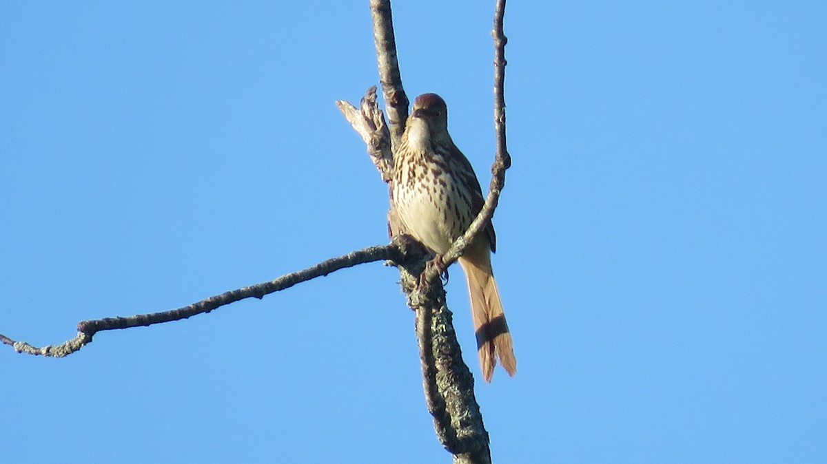 Brown Thrasher - ML455281481