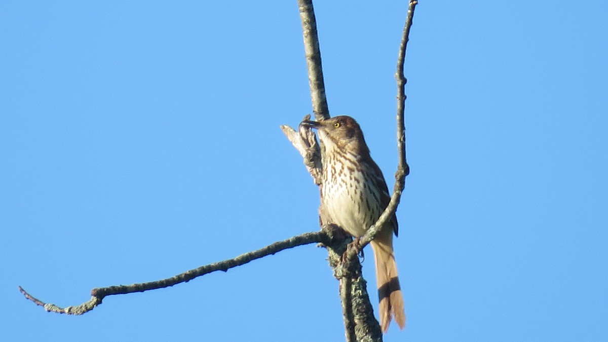 Brown Thrasher - ML455281491