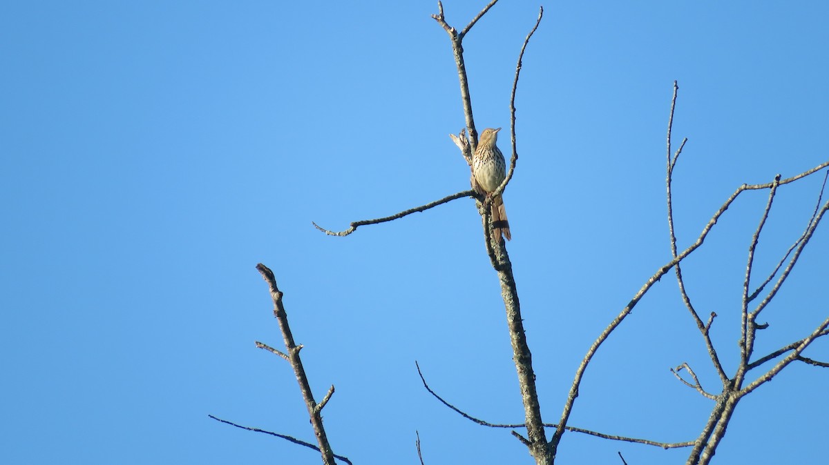 Brown Thrasher - ML455281501