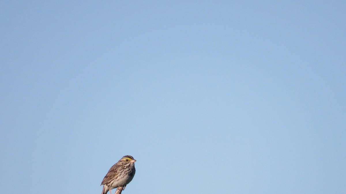 Savannah Sparrow - Jason Hill