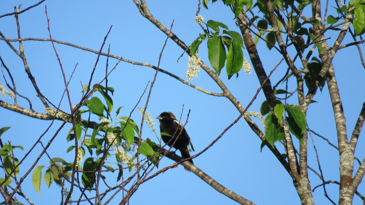 bobolink americký - ML455281621