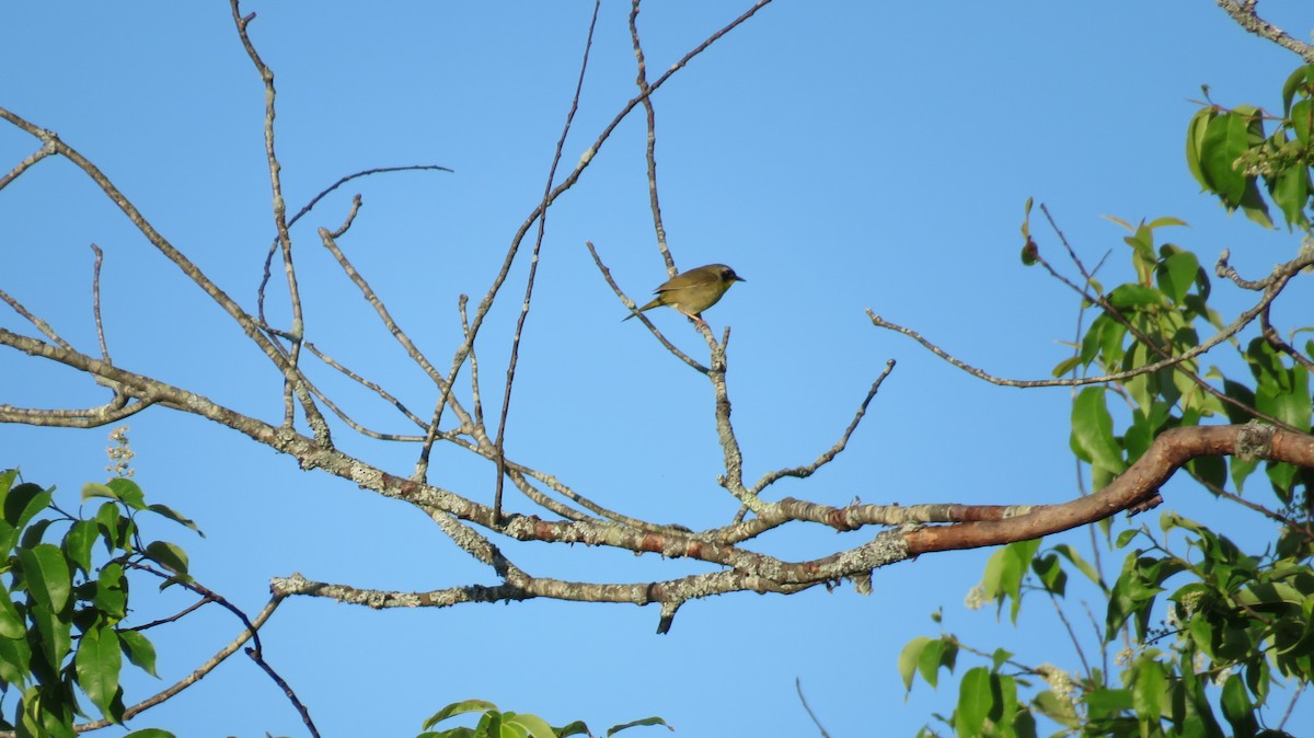 Common Yellowthroat - ML455281691