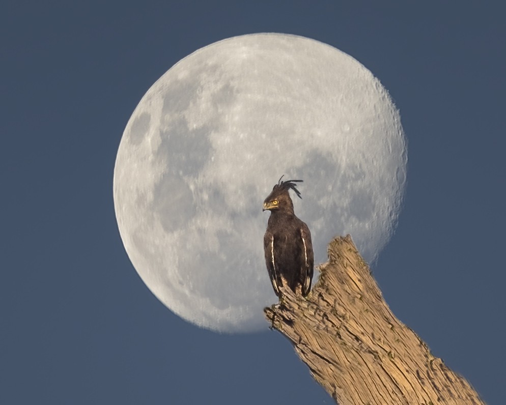 Long-crested Eagle - ML455283271