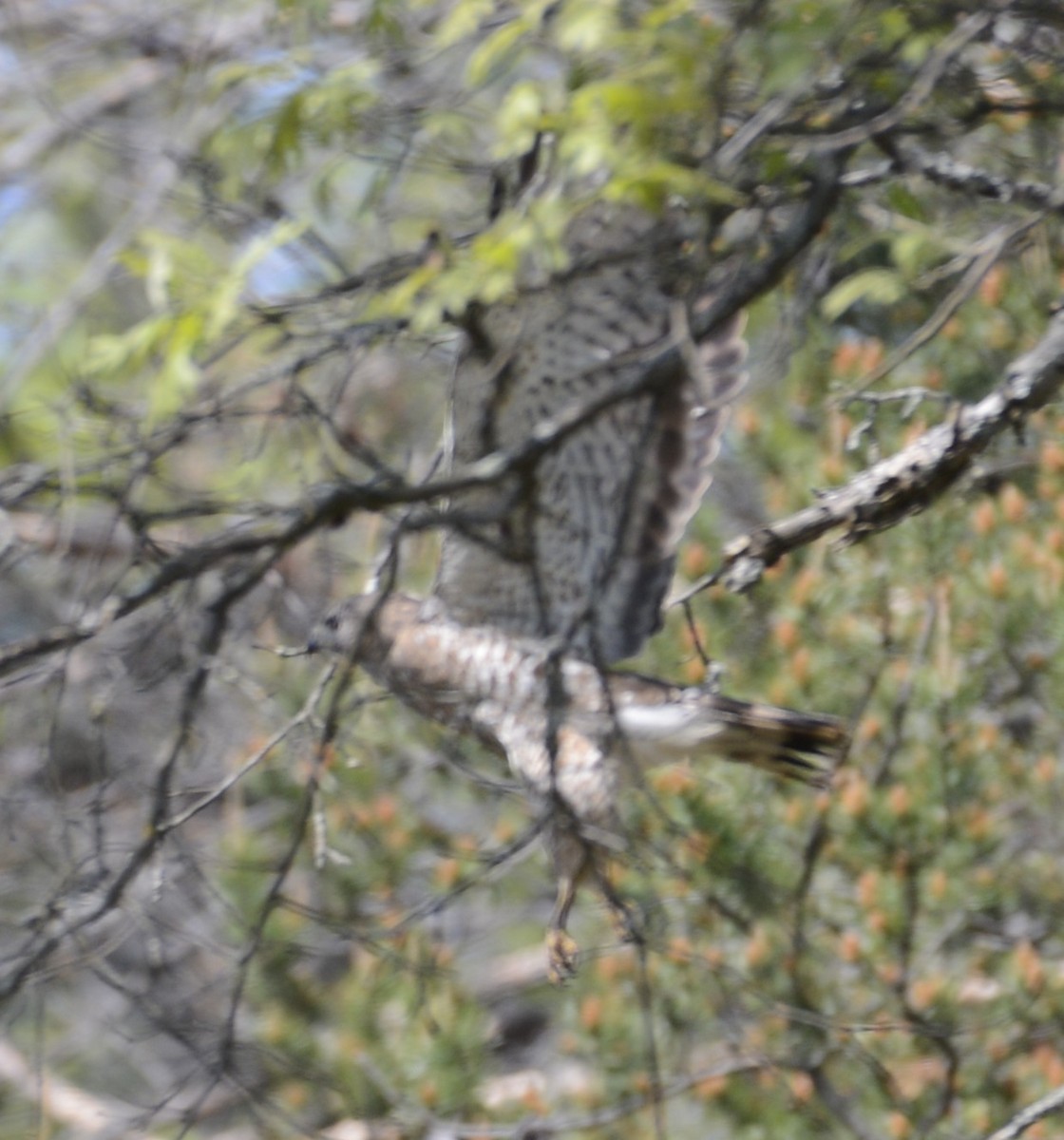 Broad-winged Hawk - ML455285011