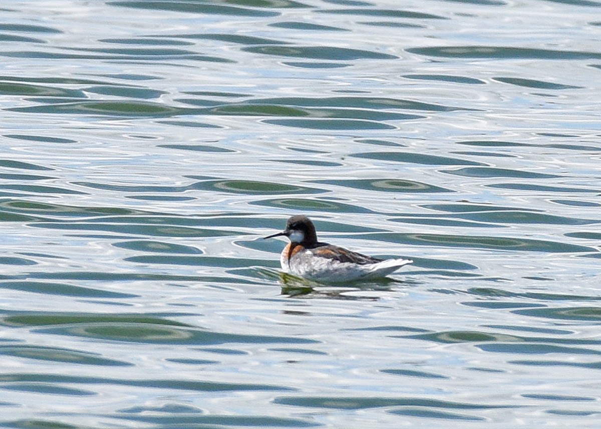 Phalarope à bec étroit - ML455285571