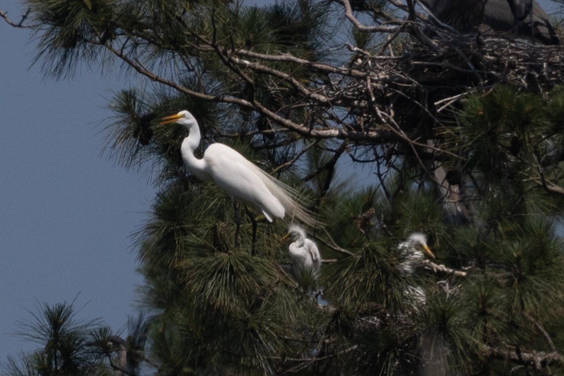 Great Egret - Kent Fiala