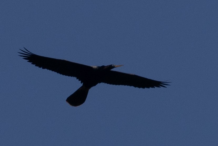 Anhinga - Kent Fiala