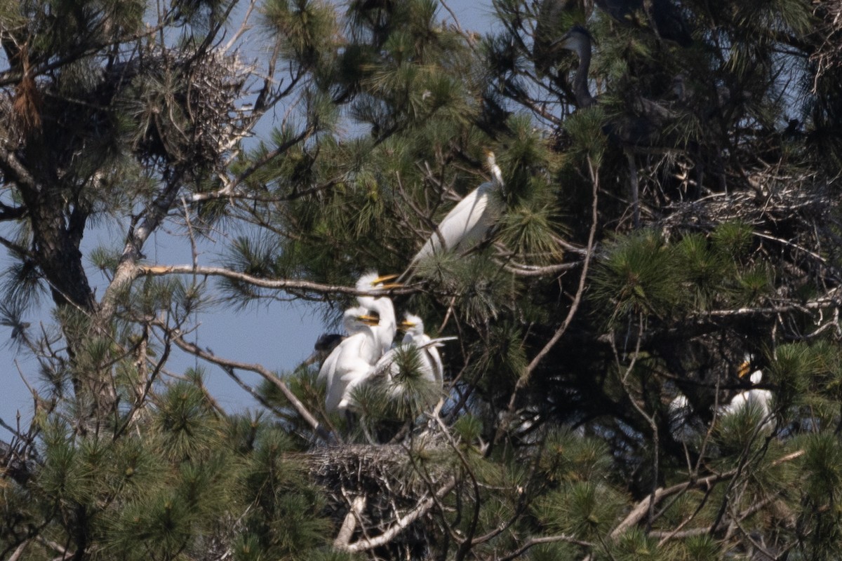 Great Egret - Kent Fiala