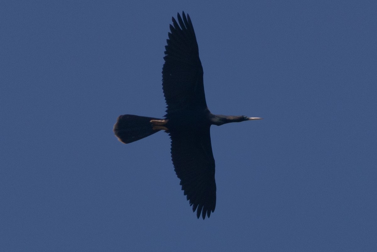 Anhinga d'Amérique - ML455286521