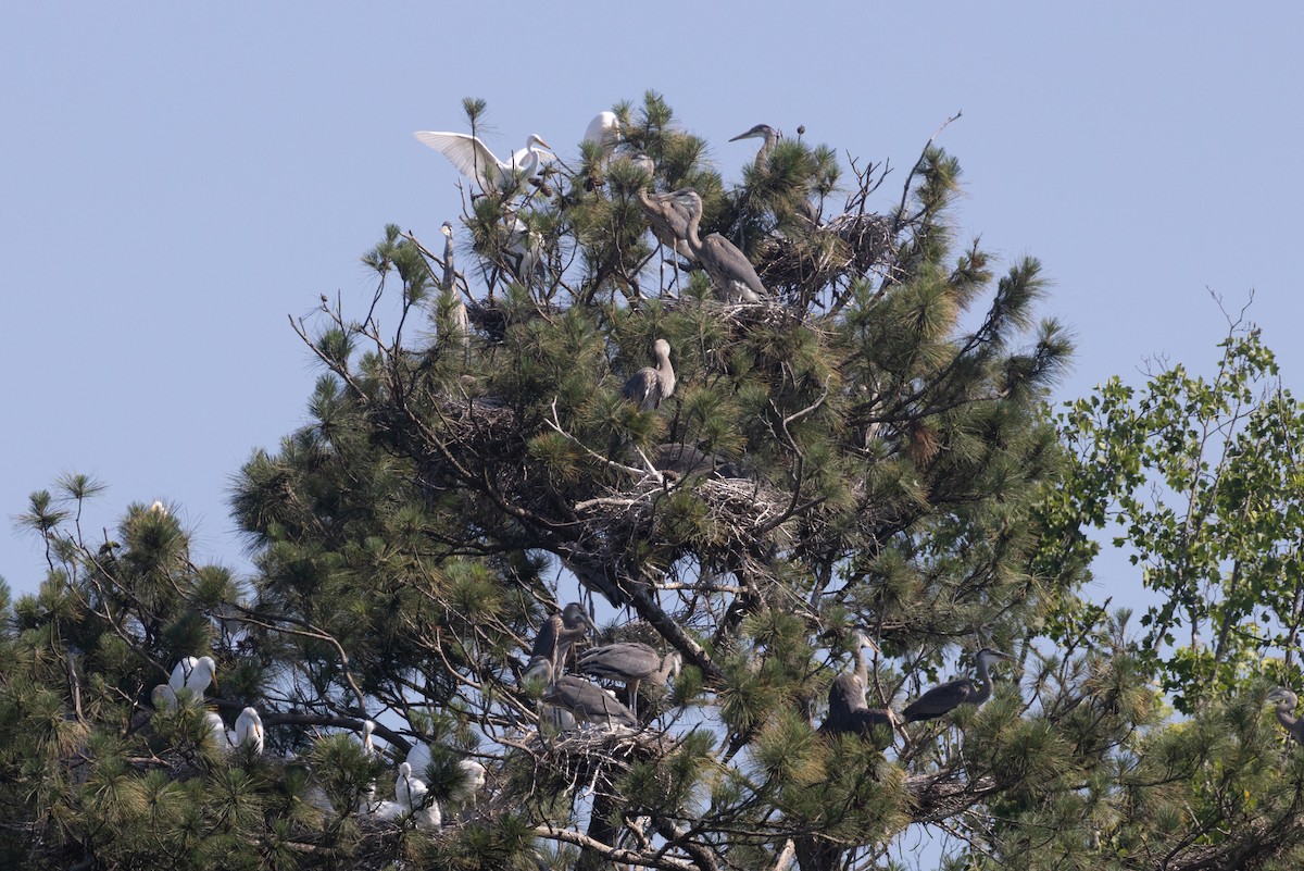 Great Blue Heron - Kent Fiala