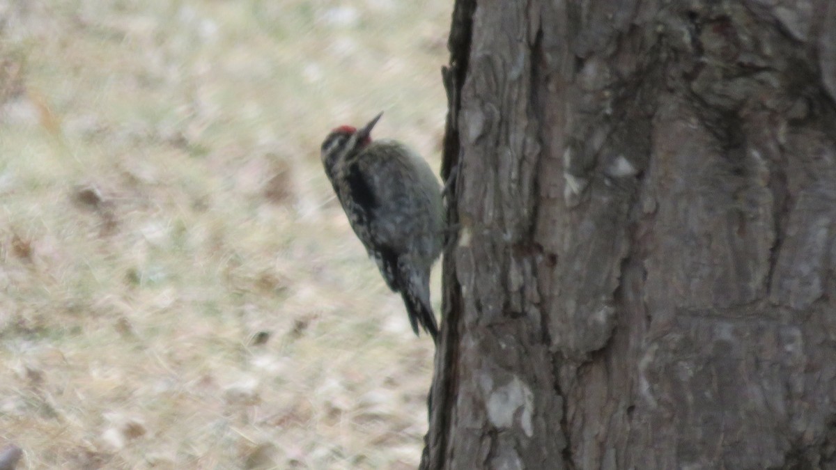 Yellow-bellied Sapsucker - ML45528681