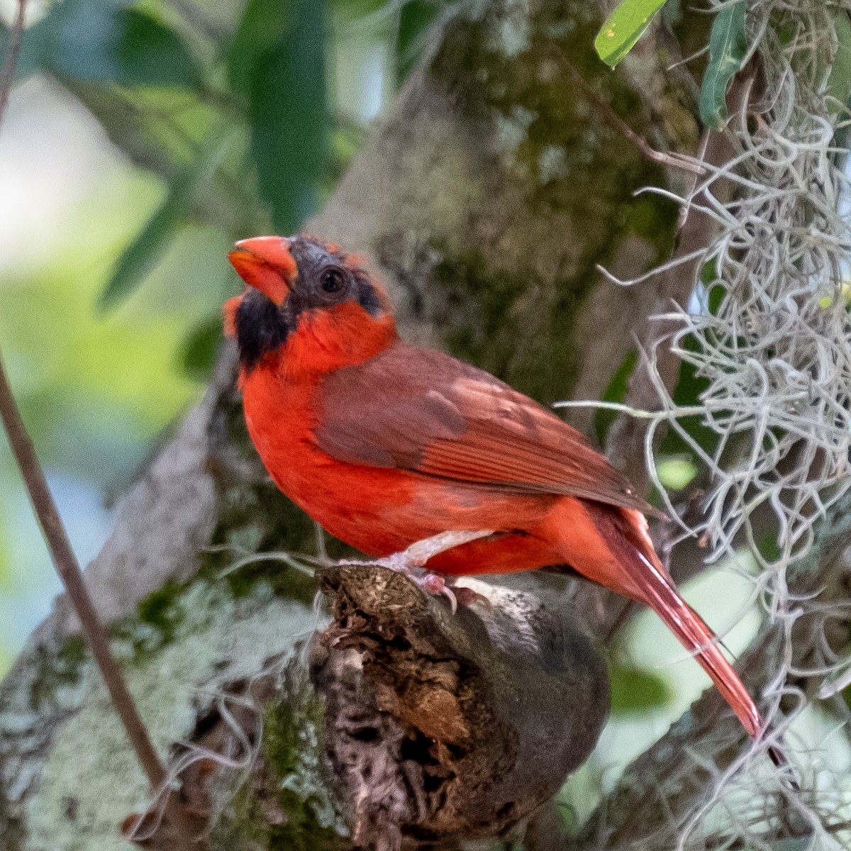 Northern Cardinal - ML455286861