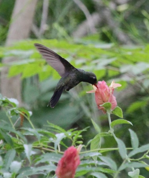 Broad-billed Hummingbird - ML45528691